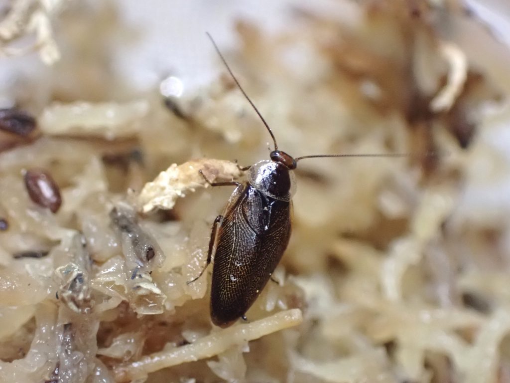 ゴキブリの飼育方法 ねずみ 害虫 シロアリ駆除ならシー アイ シー