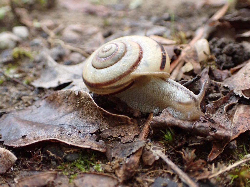 その他 ねずみ 害虫 シロアリ駆除ならシー アイ シー