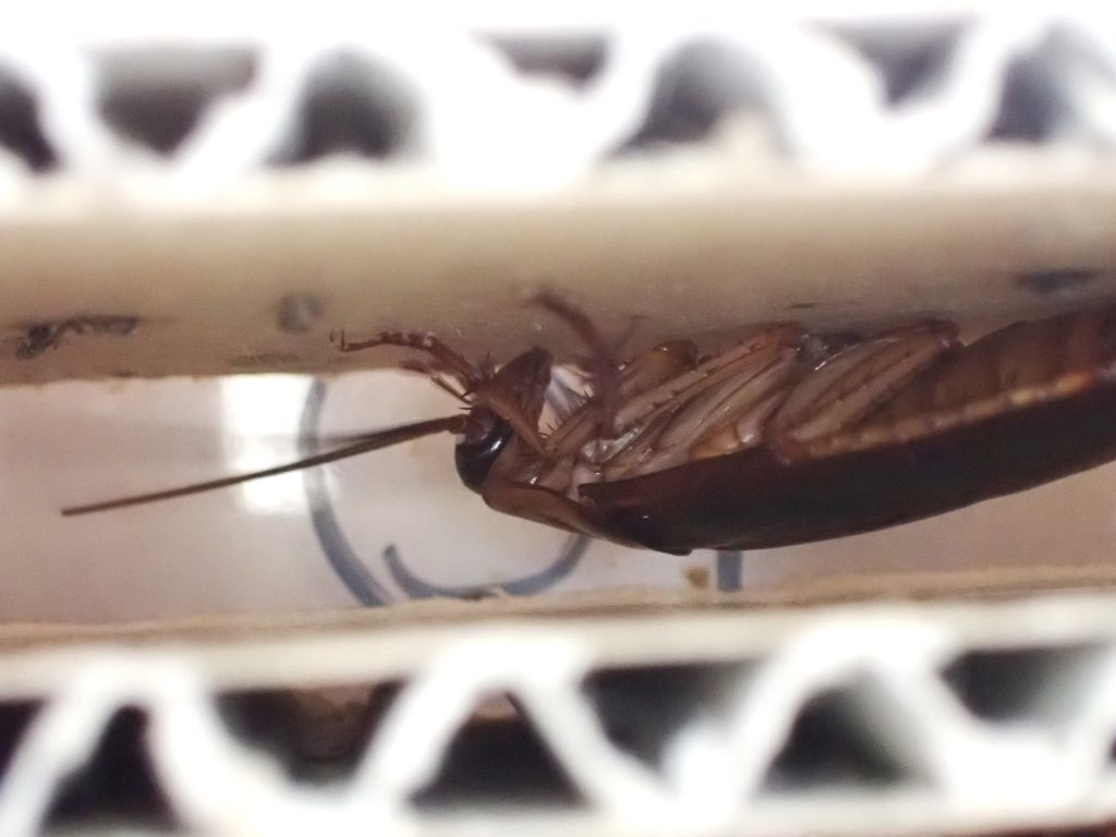 ワモンゴキブリ ねずみ 害虫 シロアリ駆除ならシー アイ シー