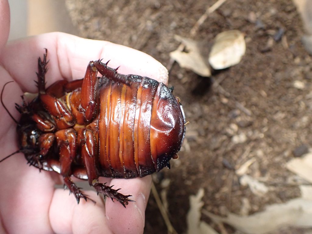 Macropanesthia Rhinoceros ねずみ 害虫 シロアリ駆除ならシー アイ シー