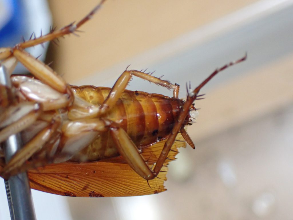 ワモンゴキブリ ねずみ 害虫 シロアリ駆除ならシー アイ シー