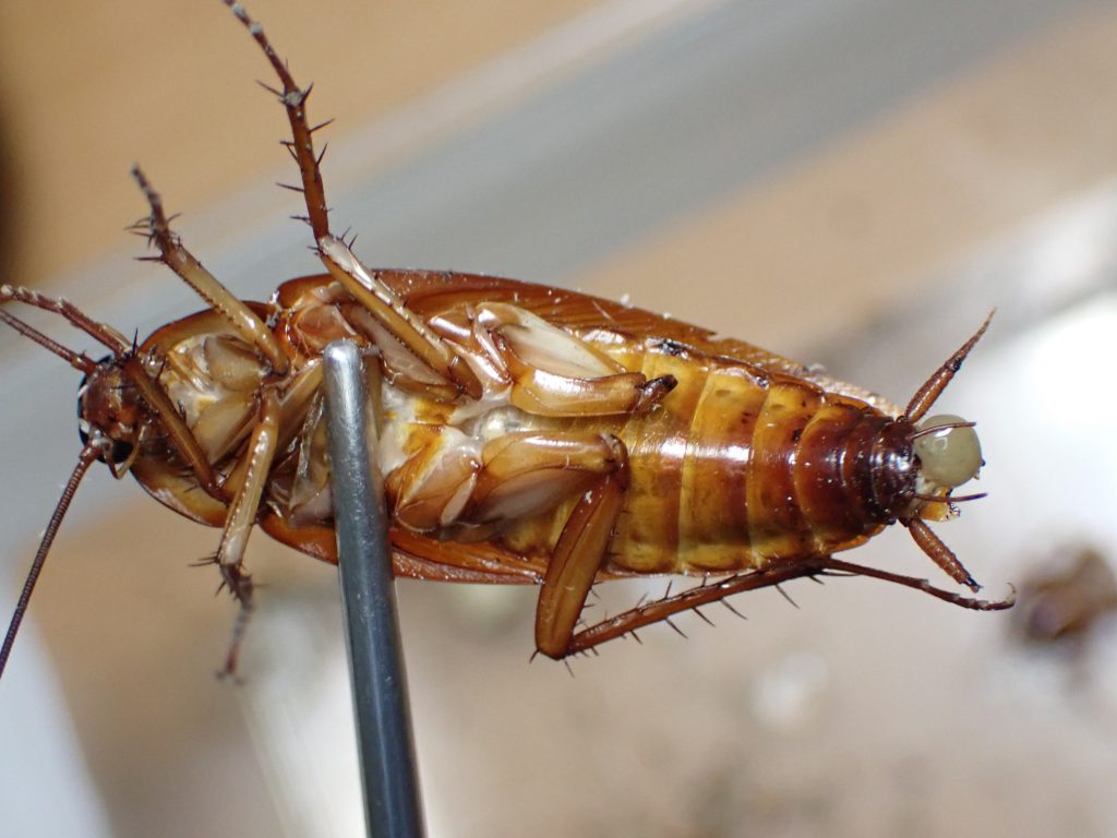 ワモンゴキブリ ねずみ 害虫 シロアリ駆除ならシー アイ シー