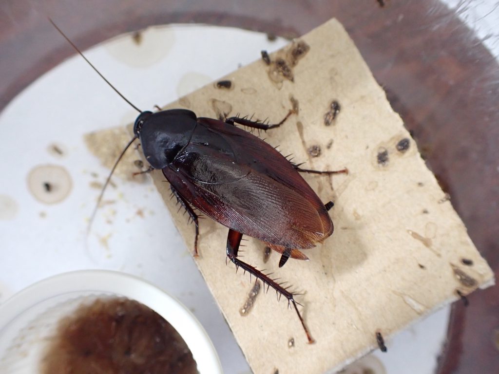 シロアリ ねずみ 害虫 シロアリ駆除ならシー アイ シー