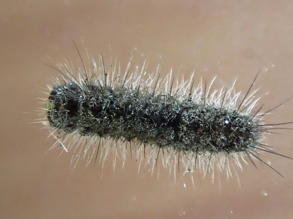 虫 ねずみ 害虫 シロアリ駆除ならシー アイ シー