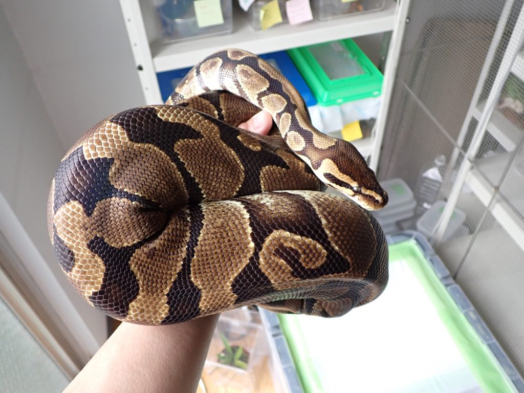 爬虫類 ねずみ 害虫 シロアリ駆除ならシー アイ シー