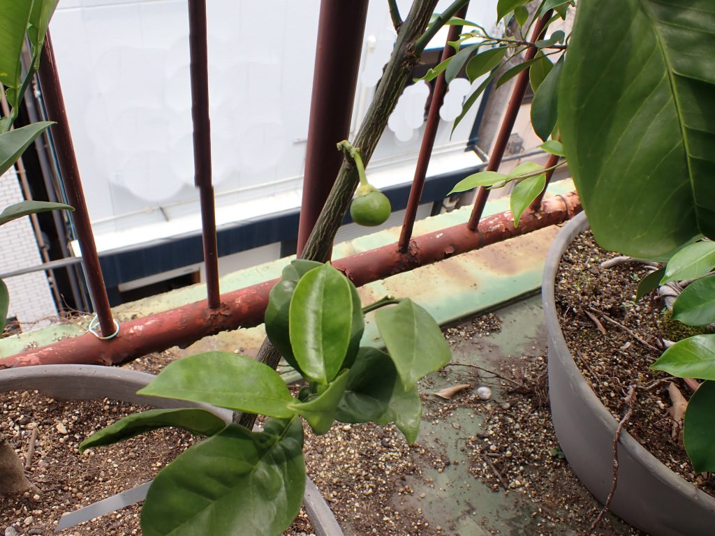 植物 ねずみ 害虫 シロアリ駆除ならシー アイ シー