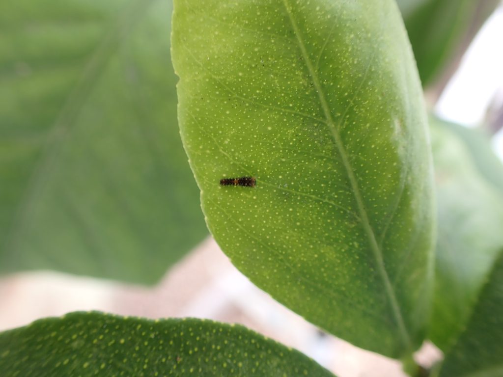 植物 ねずみ 害虫 シロアリ駆除ならシー アイ シー