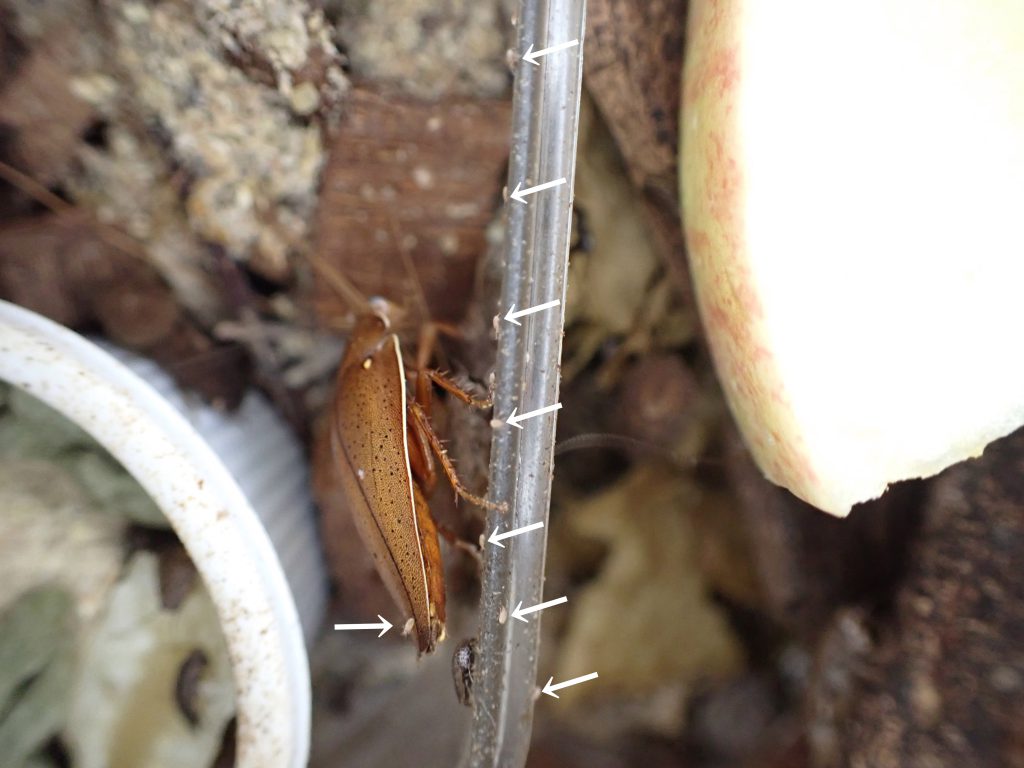 ダニ類 ねずみ 害虫 シロアリ駆除ならシー アイ シー