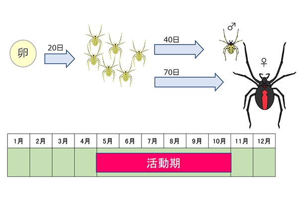 特徴と生態