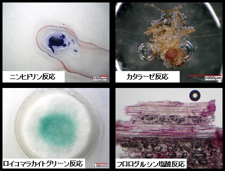 試薬検査