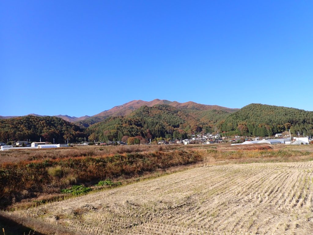 虫 | ねずみ・害虫・シロアリ駆除ならシー・アイ・シー