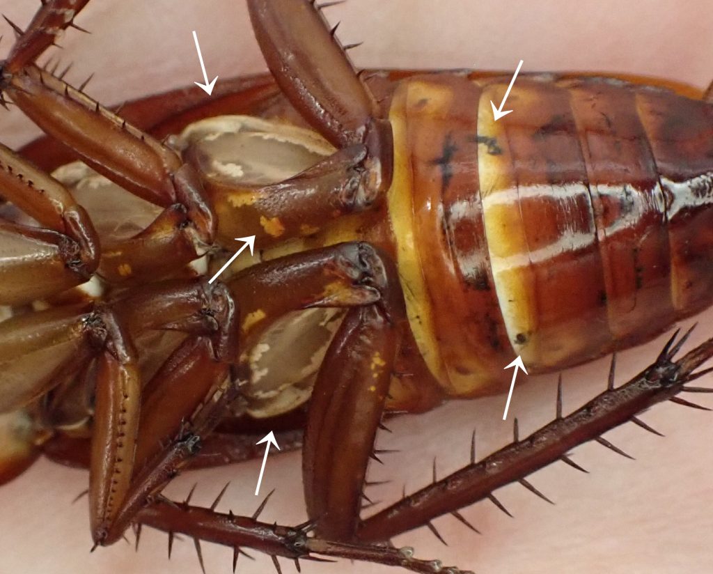 ワモンゴキブリ | ねずみ・害虫・シロアリ駆除ならシー・アイ・シー